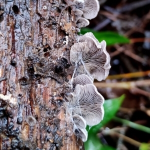 Resupinatus sp. at Mogo State Forest - 4 Jul 2024