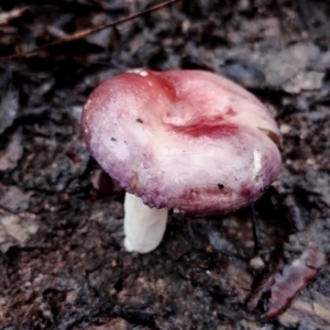 Russula sp. (genus) at Mogo State Forest - 4 Jul 2024