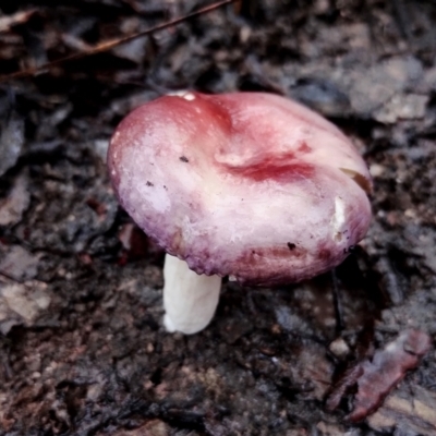 Russula sp. (genus) (Russula) at Mogo State Forest - 4 Jul 2024 by Teresa