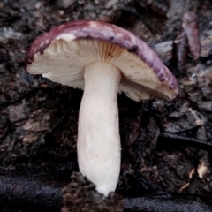 Russula sp. (genus) at Mogo State Forest - 4 Jul 2024