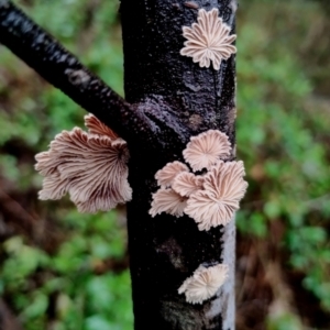 Schizophyllum commune at Mogo State Forest - 4 Jul 2024