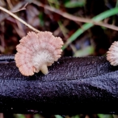 Schizophyllum commune at Mogo State Forest - 4 Jul 2024