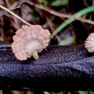 Schizophyllum commune at Mogo State Forest - 4 Jul 2024