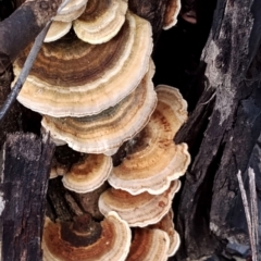 Trametes versicolor (Turkey Tail) at Runnyford, NSW - 4 Jul 2024 by Teresa