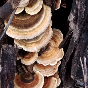 Trametes versicolor at Runnyford, NSW - 4 Jul 2024 12:36 PM