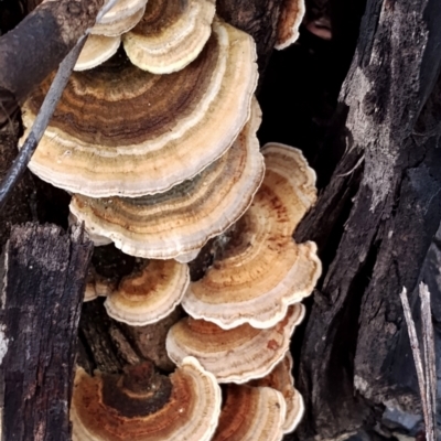 Trametes versicolor (Turkey Tail) at Runnyford, NSW - 4 Jul 2024 by Teresa