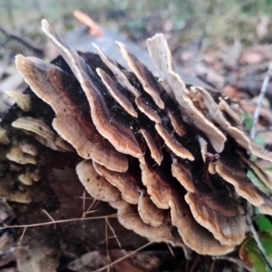 Trametes versicolor at Runnyford, NSW - 4 Jul 2024 12:36 PM