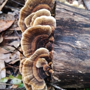 Trametes versicolor at Runnyford, NSW - 4 Jul 2024 12:36 PM