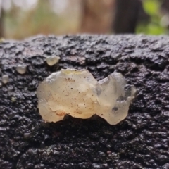 Tremella sp. (Tremella) at Mogo State Forest - 4 Jul 2024 by Teresa