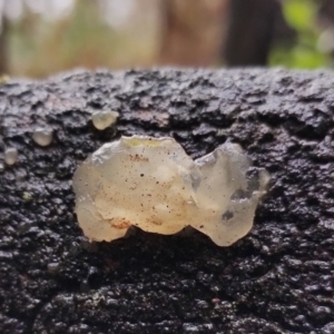 Tremella sp. at Mogo State Forest - 4 Jul 2024 10:56 AM