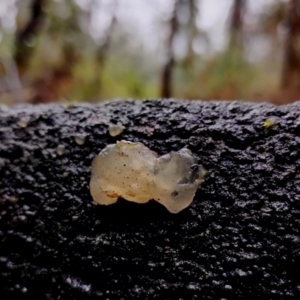 Tremella sp. at Mogo State Forest - 4 Jul 2024 10:56 AM