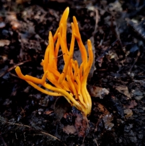 Clavulinopsis amoena at Box Cutting Rainforest Walk - 5 Jul 2024