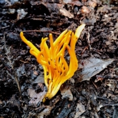 Clavulinopsis amoena at Box Cutting Rainforest Walk - 5 Jul 2024