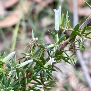 Epacris impressa at Bournda National Park - 5 Jul 2024 02:44 PM