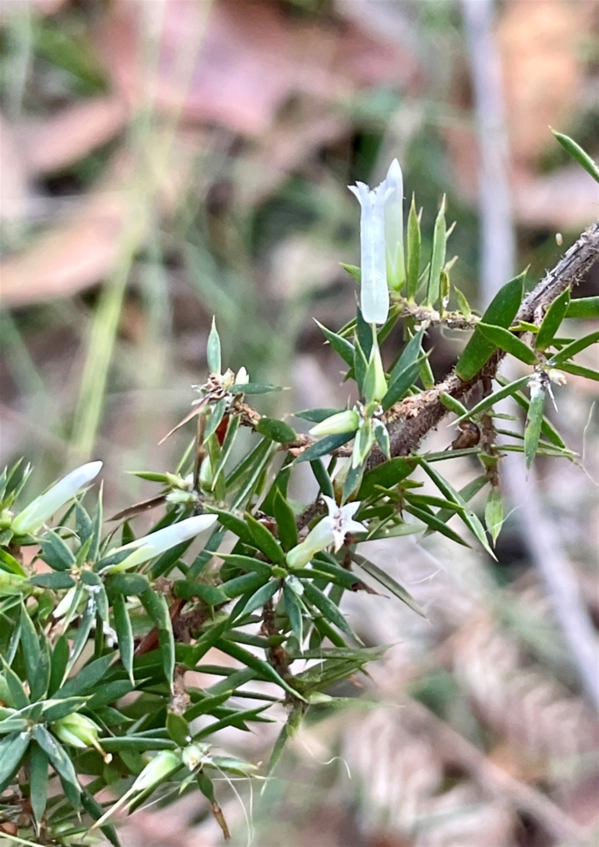 Epacris impressa at Undefined Area - 5 Jul 2024 02:44 PM