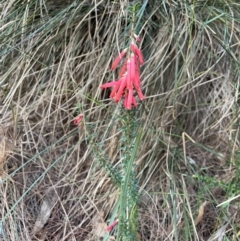 Epacris impressa at Bournda National Park - 5 Jul 2024 02:44 PM