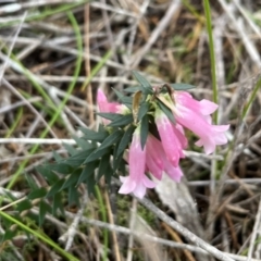 Epacris impressa at Bournda National Park - 5 Jul 2024 02:44 PM