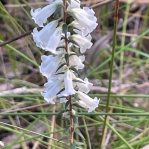 Epacris impressa at Bournda National Park - 5 Jul 2024 02:44 PM