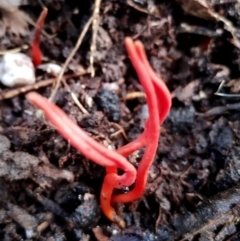 Clavulinopsis corallinorosacea (Clavulinopsis corallinorosacea) at Bodalla State Forest - 5 Jul 2024 by Teresa