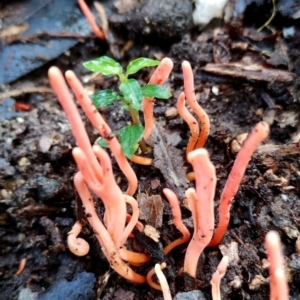 Clavulinopsis corallinorosacea at Bodalla State Forest - 5 Jul 2024 11:27 AM