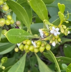 Myoporum boninense subsp. australe (Boobialla) at Bournda, NSW - 5 Jul 2024 by Clarel