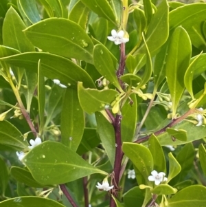 Myoporum boninense subsp. australe at Bournda, NSW - 5 Jul 2024