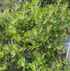 Myoporum boninense subsp. australe at Bournda, NSW - 5 Jul 2024