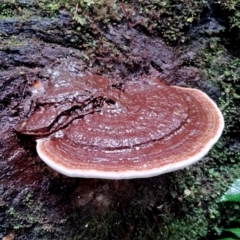 Ganoderma australe at Kianga, NSW - 5 Jul 2024 by Teresa