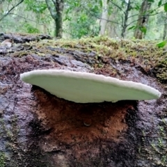 Ganoderma australe at Bodalla State Forest - 5 Jul 2024