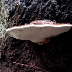 Ganoderma australe at Bodalla State Forest - 5 Jul 2024