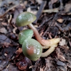 Gliophorus graminicolor (Slimy Green Waxcap) at Bodalla State Forest - 4 Jul 2024 by Teresa