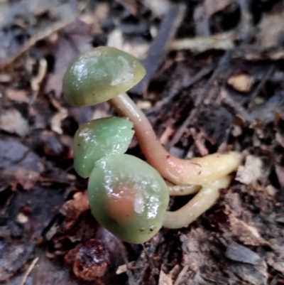 Gliophorus graminicolor (Slimy Green Waxcap) at Kianga, NSW - 5 Jul 2024 by Teresa