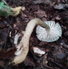 Gliophorus graminicolor at suppressed - 5 Jul 2024 09:41 AM