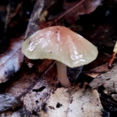 Gliophorus graminicolor at suppressed - 5 Jul 2024 09:41 AM