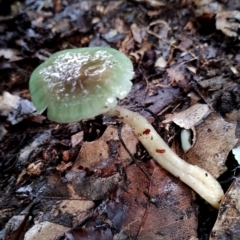 Gliophorus graminicolor at suppressed - 5 Jul 2024 09:41 AM