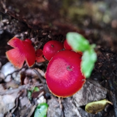 Hygrocybe miniata at Kianga, NSW - 4 Jul 2024 by Teresa