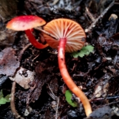 Hygrocybe miniata at suppressed - suppressed