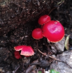 Hygrocybe miniata at suppressed - suppressed