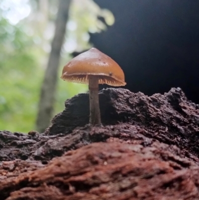 Galerina patagonica (Galerina patagonica) at Kianga, NSW - 5 Jul 2024 by Teresa