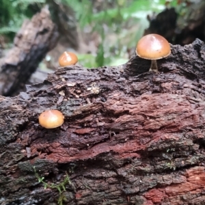 Galerina patagonica at suppressed - suppressed