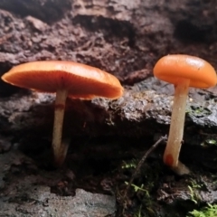 Galerina patagonica at suppressed - 5 Jul 2024