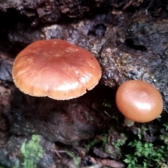 Galerina patagonica at suppressed - 5 Jul 2024