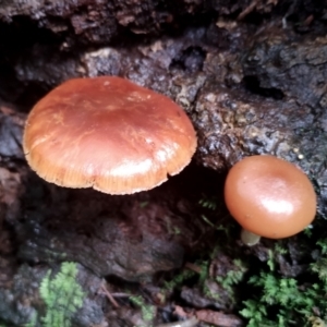 Galerina patagonica at suppressed - 5 Jul 2024