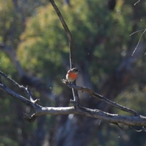 Petroica boodang at Whitlam, ACT - 6 Jul 2024