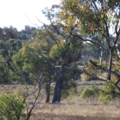 Petroica boodang at Whitlam, ACT - 6 Jul 2024 01:29 PM