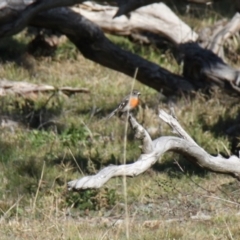 Petroica boodang at Whitlam, ACT - 6 Jul 2024