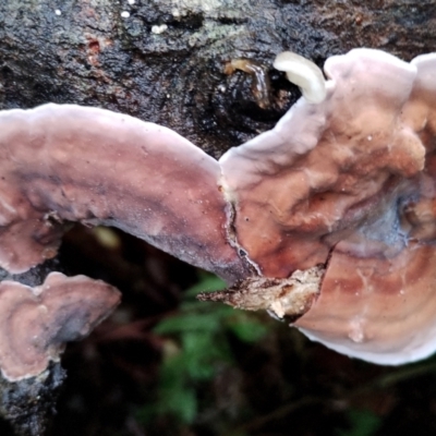 Xylobolus illudens (Purplish Stereum) at Bodalla State Forest - 5 Jul 2024 by Teresa