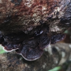 Xylobolus illudens at Bodalla State Forest - 5 Jul 2024 10:47 AM