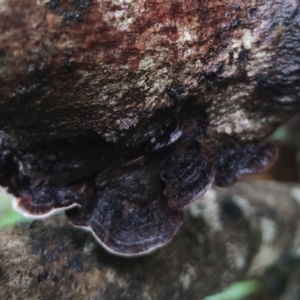 Xylobolus illudens at Bodalla State Forest - 5 Jul 2024