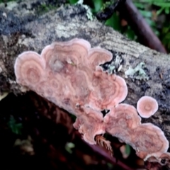 Xylobolus illudens at Bodalla State Forest - 5 Jul 2024